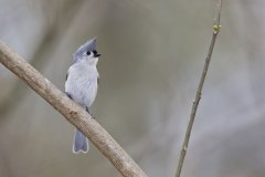 Tufted Titmouse, Baeolophus bicolor