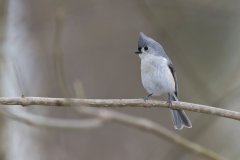 Tufted Titmouse, Baeolophus bicolor