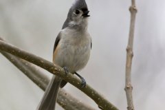 Tufted Titmouse, Baeolophus bicolor