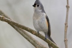 Tufted Titmouse, Baeolophus bicolor