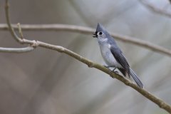 Tufted Titmouse, Baeolophus bicolor