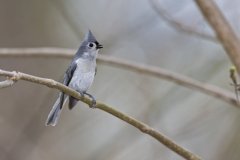 Tufted Titmouse, Baeolophus bicolor