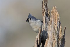 Tufted Titmouse, Baeolophus bicolor