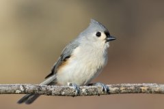 Tufted Titmouse, Baeolophus bicolor