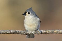 Tufted Titmouse, Baeolophus bicolor