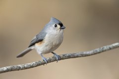 Tufted Titmouse, Baeolophus bicolor