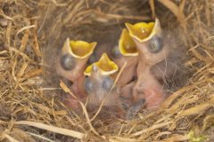 Tufted Titmouse, Baeolophus bicolor