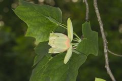 Tulip Tree, Liriodendron tulipifera