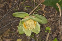 Tulip Tree, Liriodendron tulipifera