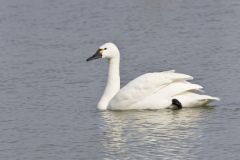 Tundra Swan, Cygnus columbianus