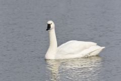 Tundra Swan, Cygnus columbianus