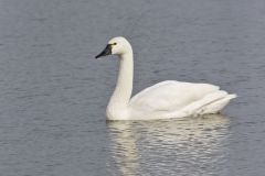 Tundra Swan, Cygnus columbianus