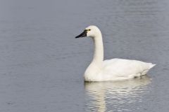 Tundra Swan, Cygnus columbianus