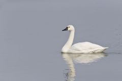 Tundra Swan, Cygnus columbianus