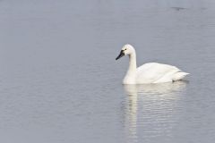 Tundra Swan, Cygnus columbianus