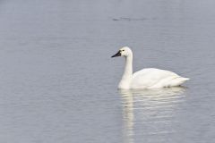 Tundra Swan, Cygnus columbianus