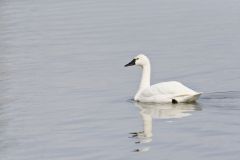 Tundra Swan, Cygnus columbianus