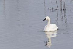 Tundra Swan, Cygnus columbianus