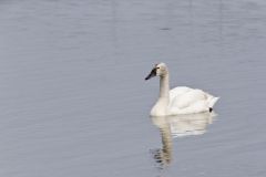 Tundra Swan, Cygnus columbianus