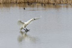 Tundra Swan, Cygnus columbianus