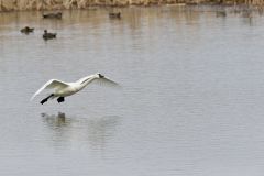 Tundra Swan, Cygnus columbianus