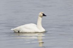 Tundra Swan, Cygnus columbianus