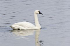 Tundra Swan, Cygnus columbianus