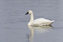 Tundra Swan, Cygnus columbianus