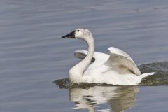 Tundra Swan, Cygnus columbianus