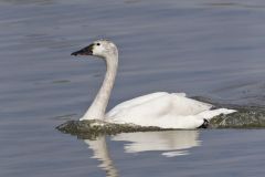 Tundra Swan, Cygnus columbianus