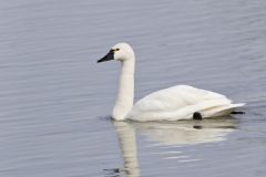 Tundra Swan, Cygnus columbianus