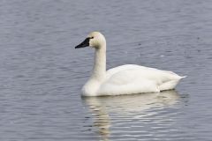 Tundra Swan, Cygnus columbianus