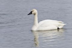 Tundra Swan, Cygnus columbianus