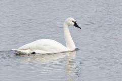 Tundra Swan, Cygnus columbianus