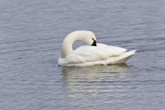 Tundra Swan, Cygnus columbianus