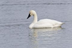 Tundra Swan, Cygnus columbianus