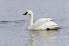 Tundra Swan, Cygnus columbianus