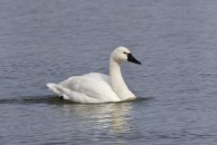 Tundra Swan, Cygnus columbianus