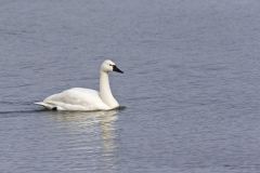 Tundra Swan, Cygnus columbianus