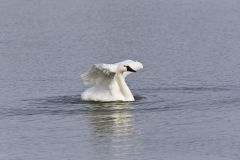 Tundra Swan, Cygnus columbianus