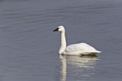 Tundra Swan, Cygnus columbianus