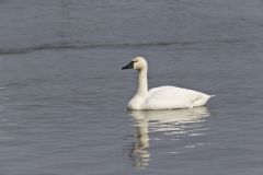 Tundra Swan, Cygnus columbianus