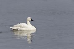 Tundra Swan, Cygnus columbianus