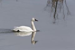 Tundra Swan, Cygnus columbianus