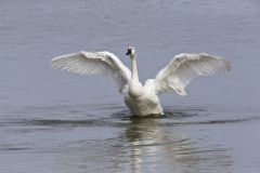 Tundra Swan, Cygnus columbianus