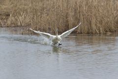 Tundra Swan, Cygnus columbianus