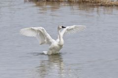 Tundra Swan, Cygnus columbianus