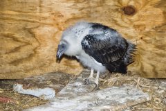 Turkey Vulture, Cathartes aura