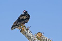 Turkey Vulture, Cathartes aura