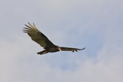 Turkey Vulture, Cathartes aura